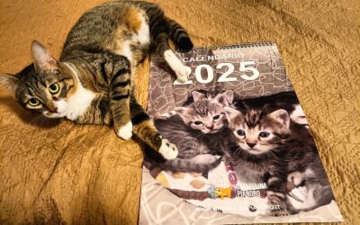 Il Calendario 2025 dell’Oasi Felina di Pianoro