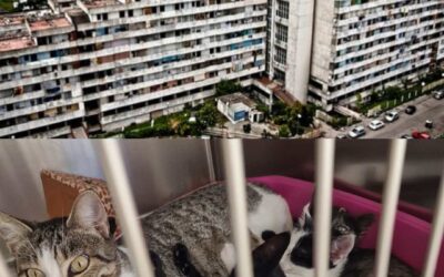 Un aiuto per i mici delle Vele di Scampia